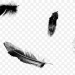黑色羽毛 高清PNG