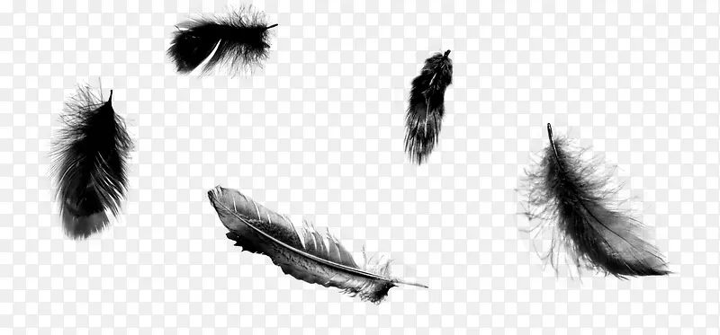 黑色羽毛