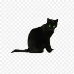 黑色猫咪 免费PNG素材