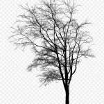 黑色枯藤树枝 高清PNG
