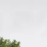 唯美自然 透明背景PNG