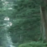 自然背景 透明背景PNG