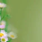 自然背景 PNG素材下载