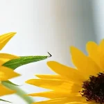 自然背景 PNG素材下载