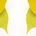 自然背景 PNG素材下载