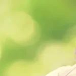 自然背景 PNG素材下载