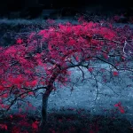 自然风景 透明背景PNG