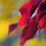 自然风景 透明背景PNG