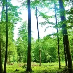 自然风景 透明背景PNG