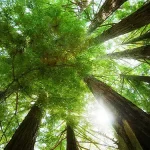 自然风景 免费PNG素材