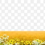 黄色草地背景 透明背景PNG