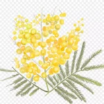 满天星黄色 透明背景PNG