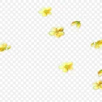 黄色花瓣 PNG素材下载