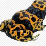 黄色青蛙 高清PNG