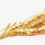 简约黄色稻穗 免费PNG素材