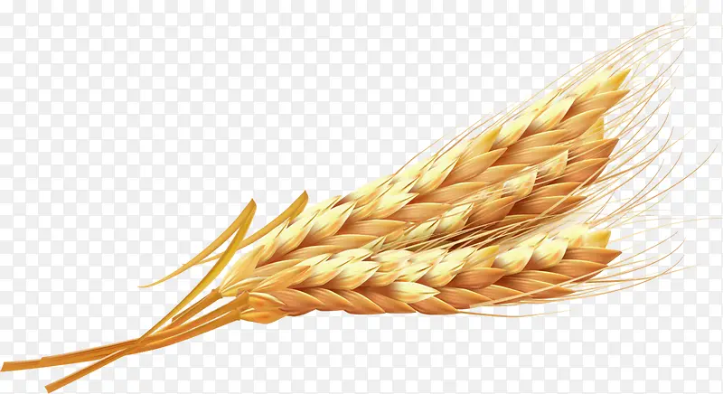 简约黄色稻穗