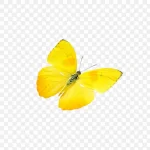 黄色蝴蝶 透明背景PNG