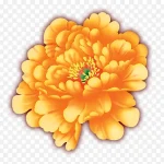 黄色牡丹 高清PNG