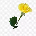 黄色玫瑰花图片 透明背景PNG