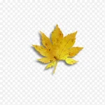 黄色枫叶 免费PNG素材