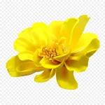 黄色花朵 PNG素材下载