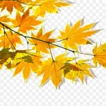 黄色枫叶 免费PNG素材