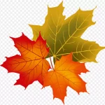 三片漂浮黄色枫叶 高清PNG