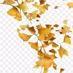 黄色树叶 PNG素材下载