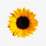 黄色亮丽向日葵 高清PNG