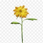 花朵黄色花朵彩绘黄色花朵 免费PNG素材