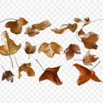 黄色木棉花落叶 透明背景PNG