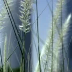 简约小草 透明背景PNG