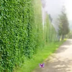 简约风景 透明背景PNG