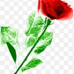 红色节日花朵康乃馨节日 PNG素材下载