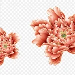 节日牡丹 PNG素材下载