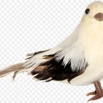 白色鸟白色小鸟 PNG素材下载