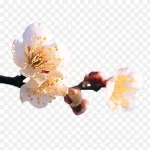 白色花瓣图片 透明背景PNG