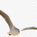 白色飞鸟免抠素材 透明背景PNG