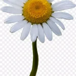 春天白色花朵白色花朵 PNG素材下载