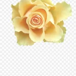 白色花朵 PNG素材下载