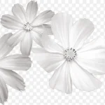 白色花朵 免费PNG素材