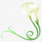 白色喇叭花 免费PNG素材