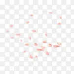 白色花朵白色花瓣 透明背景PNG