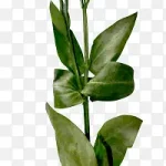 白色郁金香白色花朵 免费PNG素材