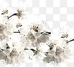 白色花朵白色桃花 高清PNG