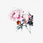 白色牡丹花白色叶子 高清PNG