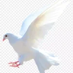 白色格子免抠素材 透明背景PNG