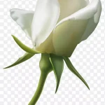 白色玫瑰花免抠素材 PNG素材下载