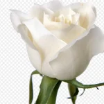 白色玫瑰花 透明背景PNG