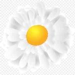 白色菊花 PNG素材下载